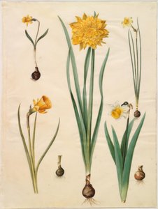 Narcissus pseudonarcissus minor; Narcissus pseudonarcissus (jonquille); Narcissus ×tenuior; Narcissus bulbocodium (narcisse crinoline); Narcissus pseudonarcissus bicolor (jonquille bicolore) - Hans Simon Holtzbecker