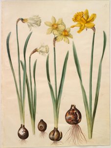 Narcissus pseudonarcissus moschatus (narcisse musqué); Narcissus ×medioluteus (narcisse à deux fleurs); Narcissus pseudonarcissus major (grande jonquille) - Hans Simon Holtzbecker