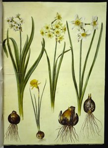 Narcissus tazetta (tazet); Narcissus ×medioluteus (narcisse à deux fleurs); Narcissus bulbocodium (narcisse crinoline) - Hans Simon Holtzbecker