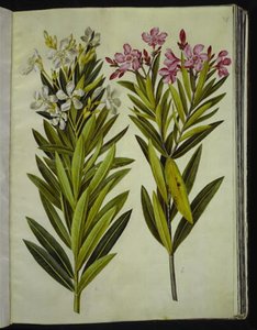 Nerium oleander (laurier-rose)