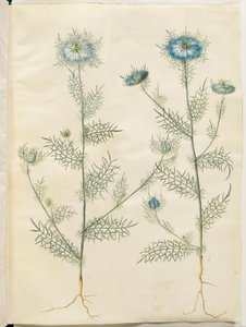 Nigella damascena (nigelle de Damas) - Hans Simon Holtzbecker