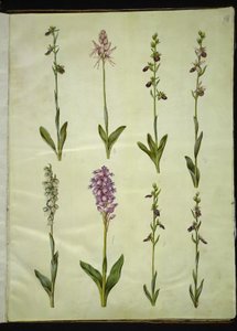 Ophrys apifera ou Ophrys sphegodes (orchidée abeille ou orchidée précoce); "Orchis simia" (orchidée singe); Ophrys apifera (orchidée abeille); Orchis (orchidée); Orchis militaris (orchidée militaire); Ophrys insectifera (orchidée mouche) - Hans Simon Holtzbecker