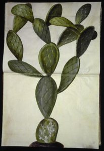 Opuntia monacantha (figuier de Barbarie)