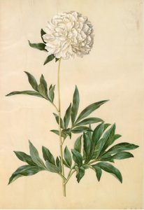 Paeonia lactiflora (pivoine de soie) - Hans Simon Holtzbecker