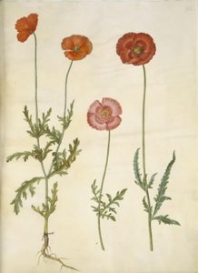 Papaver dubium (coquelicot des champs); Papaver rhoeas (coquelicot)