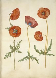 Papaver rhoeas (coquelicot)