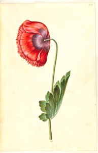 Papaver somniferum (pavot à opium)