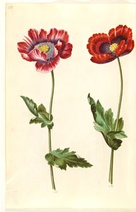 Papaver somniferum (pavot à opium)
