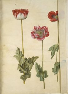 Papaver somniferum (pavot à opium)