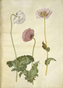Papaver somniferum (pavot à opium) - Hans Simon Holtzbecker