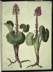 Petasites hybridus (pétasite hybride) - Hans Simon Holtzbecker