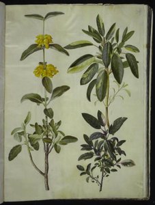 Phlomis fruticosa (queue de lion commune); Salvia officinalis (sauge officinale)