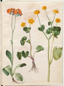 Pilosella aurantiaca (épervière orangée); Caltha palustris (populage des marais)