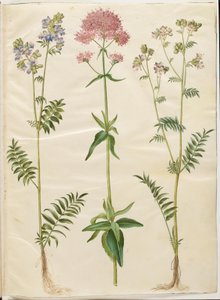 Polemonium caeruleum (échelle de Jacob); Centranthus ruber (valériane rouge) - Hans Simon Holtzbecker
