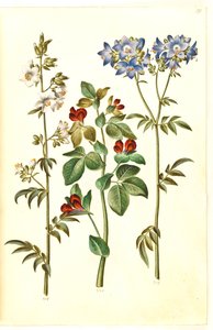 Polemonium caeruleum (échelle de Jacob commune); Lotus tetragonolobus (pois asperge)