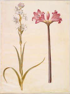 Polianthes tuberosa (tubéreuse) ; Amaryllis belladonna (lis belladonne)