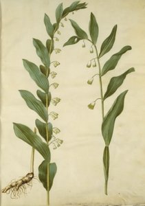 Polygonatum multiflorum (grand sceau de Salomon); Polygonatum odoratum (sceau de Salomon anguleux)