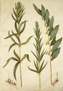 Polygonatum verticillatum (sceau de Salomon verticillé); Polygonatum multiflorum (grand sceau de Salomon)