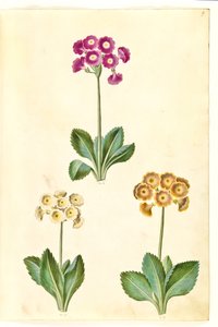 Primula ×pubescens (auricule de jardin) - Hans Simon Holtzbecker