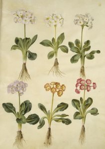 Primula ×pubescens (auricule de jardin) - Hans Simon Holtzbecker