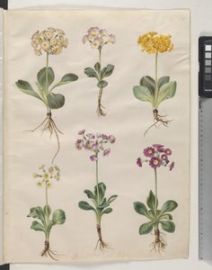 Primula ×pubescens Wulfen (auricule de jardin) - Hans Simon Holtzbecker