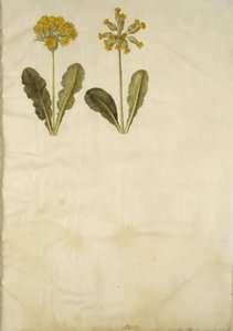 Primula veris (hybride de primevère officinale); Primula veris (primevère officinale) - Hans Simon Holtzbecker