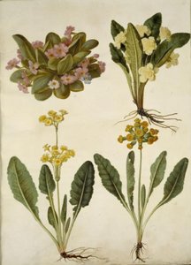 Primula vulgaris (primevère des jardins); Primula vulgaris (hybride de grande primevère); Primula veris (hybride de primevère officinale) - Hans Simon Holtzbecker