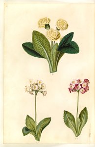 Primula vulgaris (primevère commune); Primula ×pubescens (auricule de jardin)