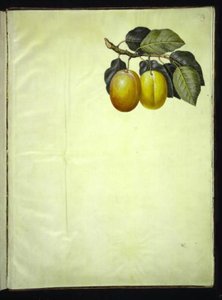 Prunus domestica (prune)