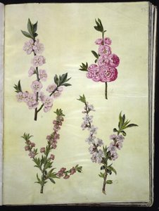 Prunus dulcis (amandier); Prunus persica (pêcher)