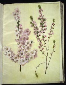 Prunus dulcis (amandier) ; Prunus tenella (amandier nain)