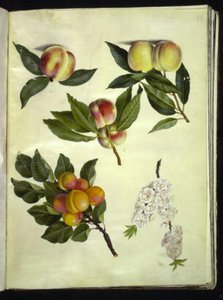 Prunus persica (pêcher); Prunus armeniaca (abricotier commun)