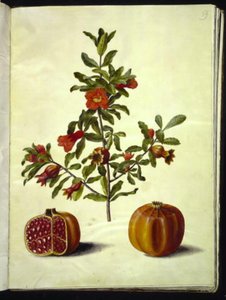 Punica granatum (grenadier)