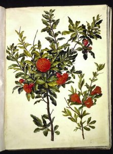 Punica granatum (grenade)