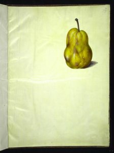 Pyrus communis (poire commune)