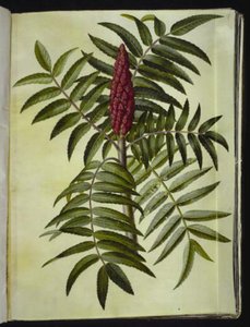 Rhus typhina (sumac vinaigrier) - Hans Simon Holtzbecker