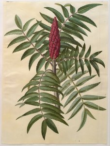 Rhus typhina - Hans Simon Holtzbecker