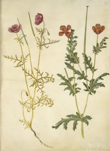 Roemeria hybrida (pavot cornu violet); Glaucium corniculatum (pavot cornu rouge) - Hans Simon Holtzbecker