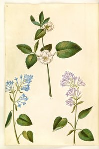 Rosa (?) (rose); Syringa vulgaris (lilas commun) - Hans Simon Holtzbecker