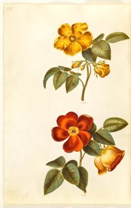 Rosa foetida (rose jaune); Rosa foetida (rose turque)