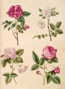 Rosa gallica (rose apothicaire); Rosa ×alba (rose blanche); Rosa gallica (Rosa Mundi); Rosa ×centifolia (rose cent-feuilles)