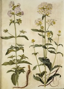Saponaria officinalis (saponaire officinale) - Hans Simon Holtzbecker