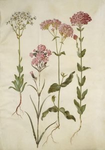 Saxifraga paniculata (saxifrage paniculée); Silene viscaria (silène visqueux); Silene armeria (silène arméria) - Hans Simon Holtzbecker