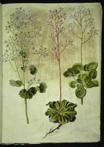 Saxifraga rotundifolia (saxifrage à feuilles rondes); Saxifraga umbrosa (saxifrage ombreuse); Saxifraga geum (fleur de porcelaine)