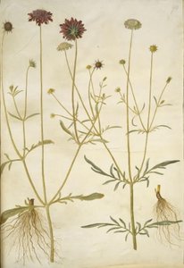 Scabiosa atropurpurea; Scabiosa columbaria - Hans Simon Holtzbecker