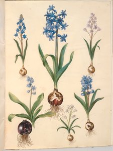 Scilla bifolia (scille à deux feuilles); Hyacinthus orientalis (jacinthe orientale); Scilla amoena (scille bleue)