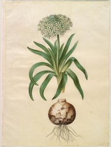 Scilla peruviana (jacinthe géante) - Hans Simon Holtzbecker