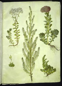 Sedum album (orpin blanc); Sedum anacampseros (orpin à feuilles rondes); Sedum (orpin); Suaeda vera (arroche buissonnante); Sedum rupestre (orpin des rochers)