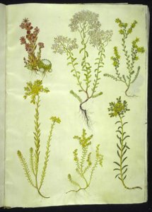 Sempervivum arachnoideum; Sedum album; Sedum acre; Sedum rupestre; Sedum sexangulare - Hans Simon Holtzbecker
