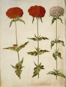 Silene chalcedonica (brûlante d